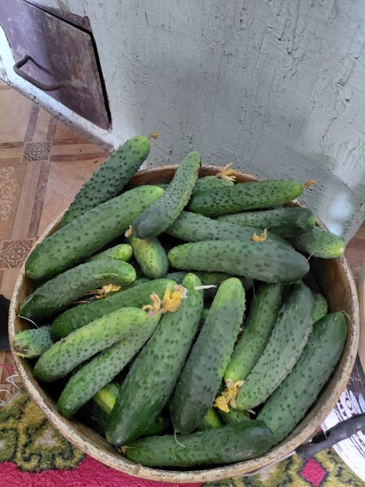Продам  овощи домашние
