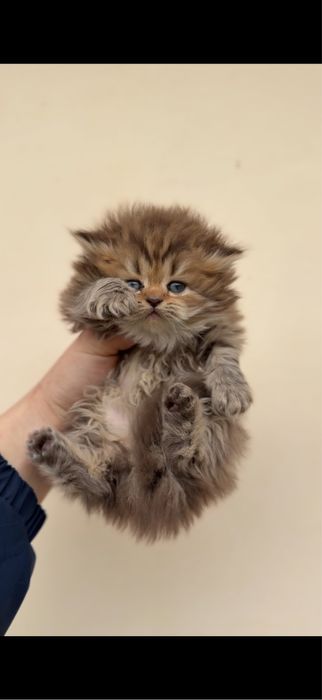 Mushuklar sotiladi serebristaya shinshila