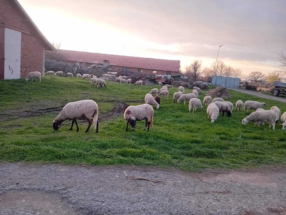 Продавам овце!!!