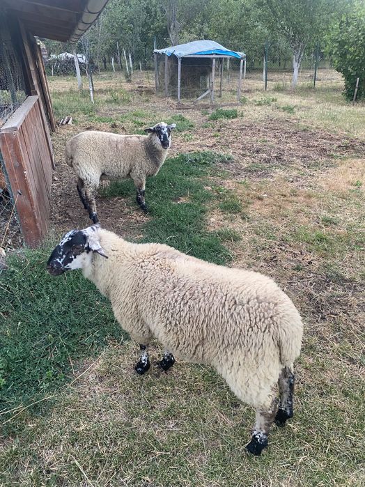 Vand mieluta Suffolk cu Ille de france