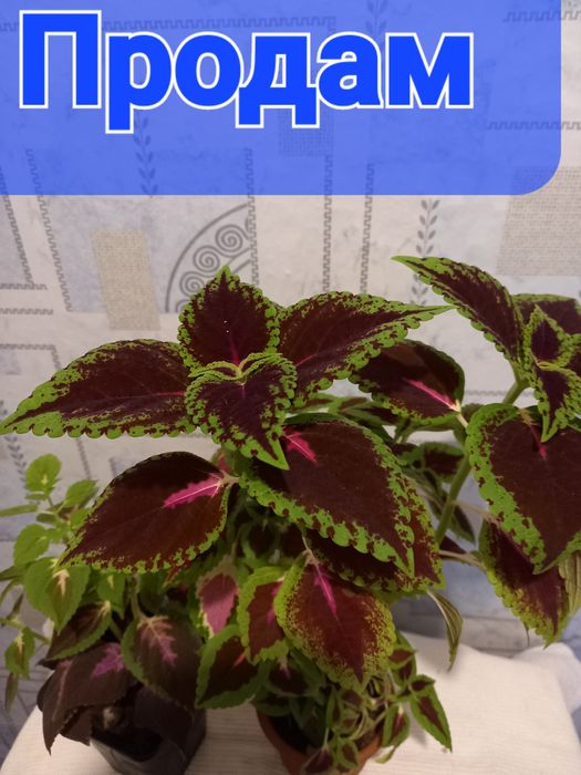 Продам комнатные цветы