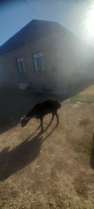 Қошқарлар сатылады