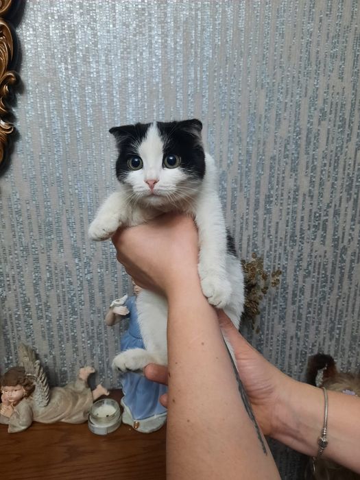 Милая кошечка ищет свою маму