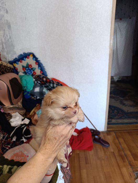 Чихуахуашки миники