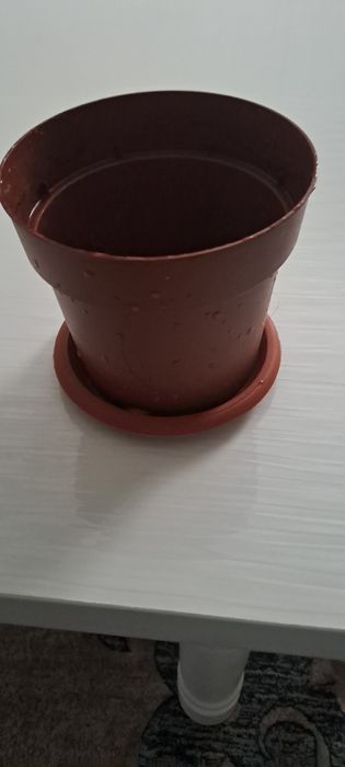 Цветы женская счастья