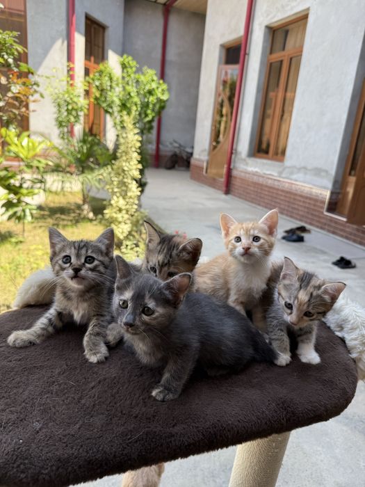 котенок