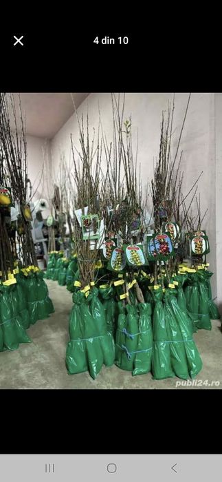 Vând Pomii Fructiferi Altoiți anul 3 de vegetație