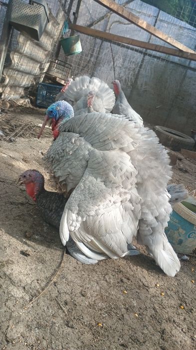 Ouă de la curci albastre și lavandă