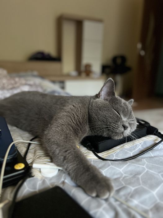 Luna -British short-hair