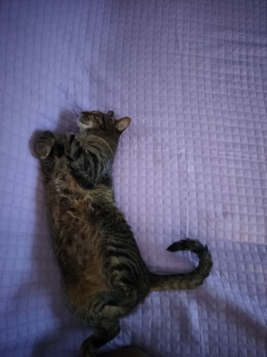 Пропал домашний кот