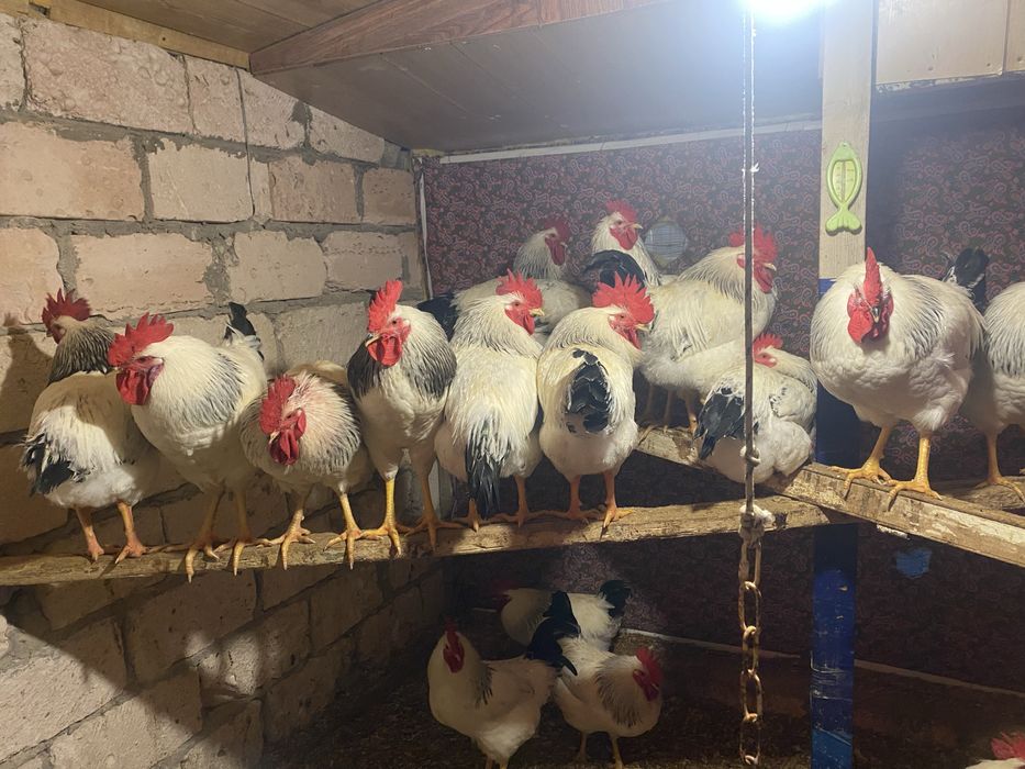 адлер әтеш сатылады