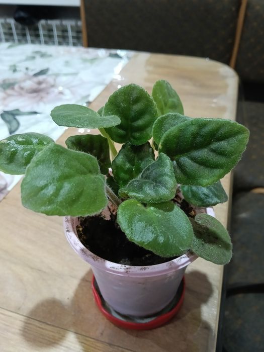 Продам цветок фиалки