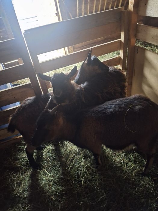 Vând  capre alpine franceze