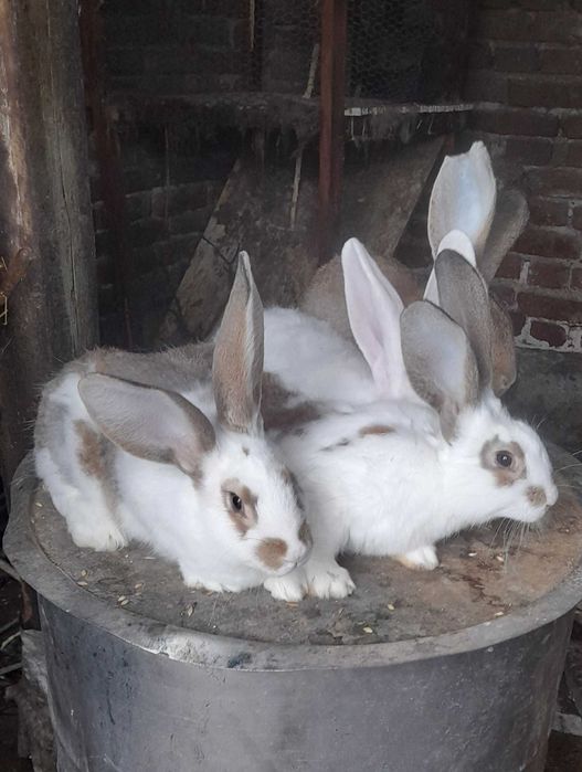 Зайци малки - великани