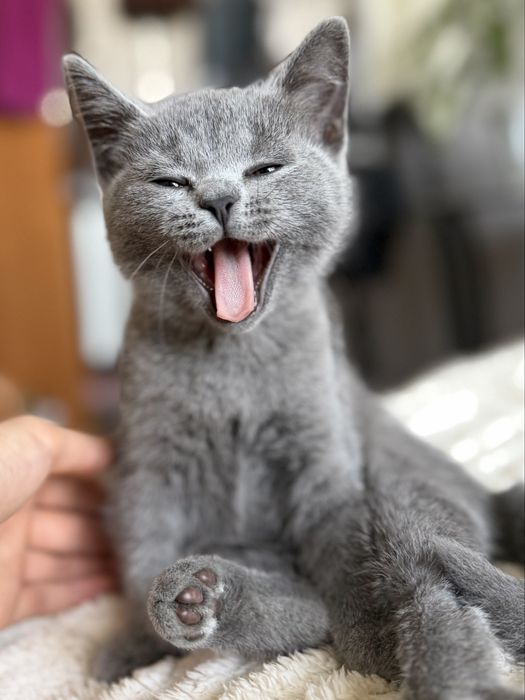 Британская кошечка