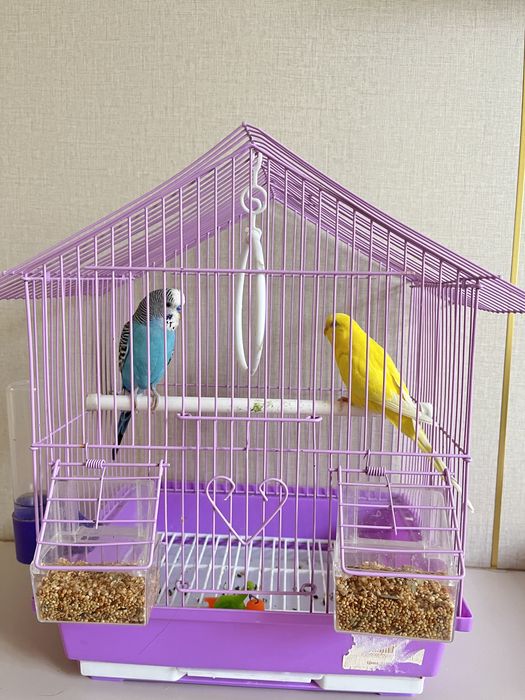 попугаичики 1 мальчик 1 девочка