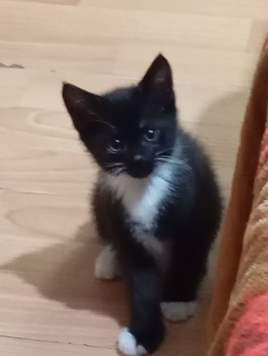 Срочно котята ищут дом!