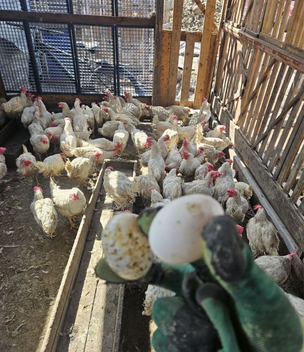 Несушка белая хорошо несется