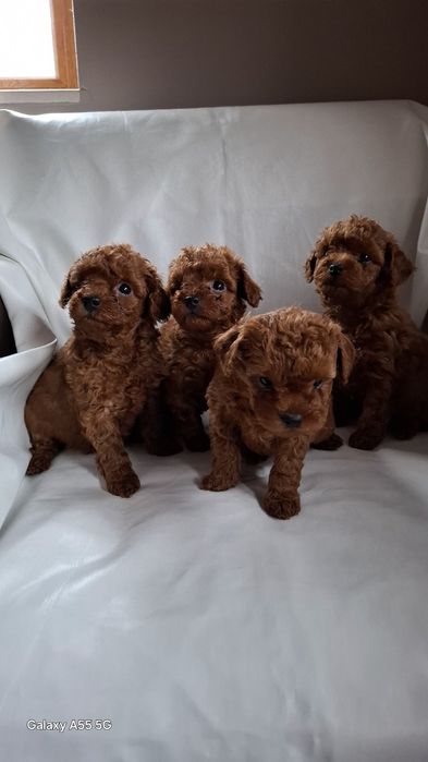 Родословни той пуделчета Ред Дог