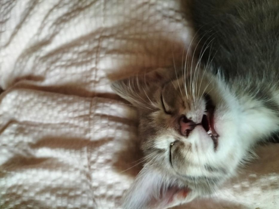 Котенок, мальчик