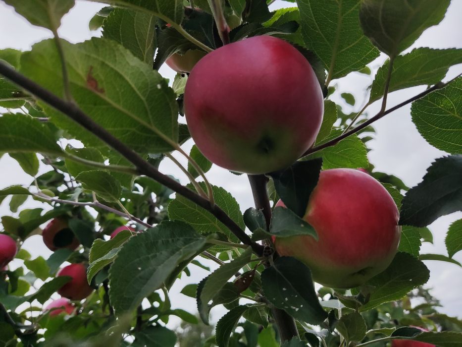 Продам дачу с баней в  СТ  Борки