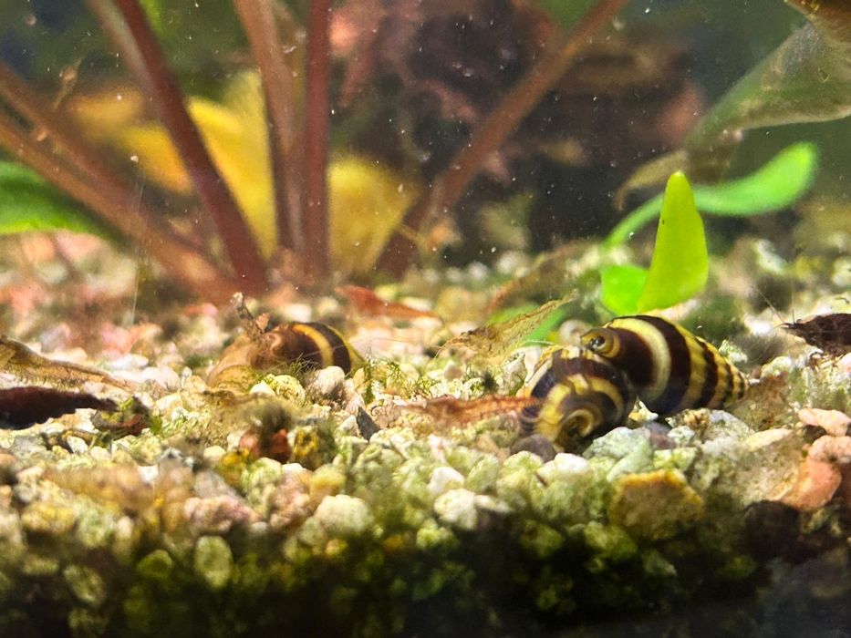 Креветки для аквариума