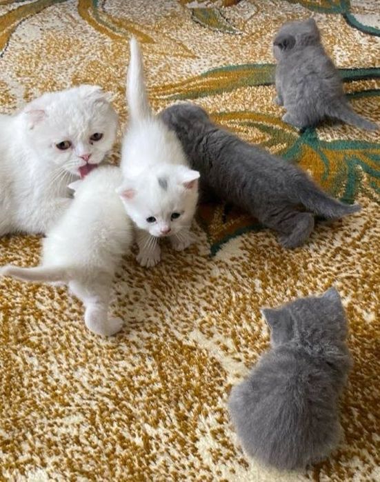 Toza qonli Scottish fold va straytlar sotiladi