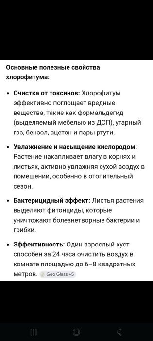 Хлорофитум детки для очищения воздуха