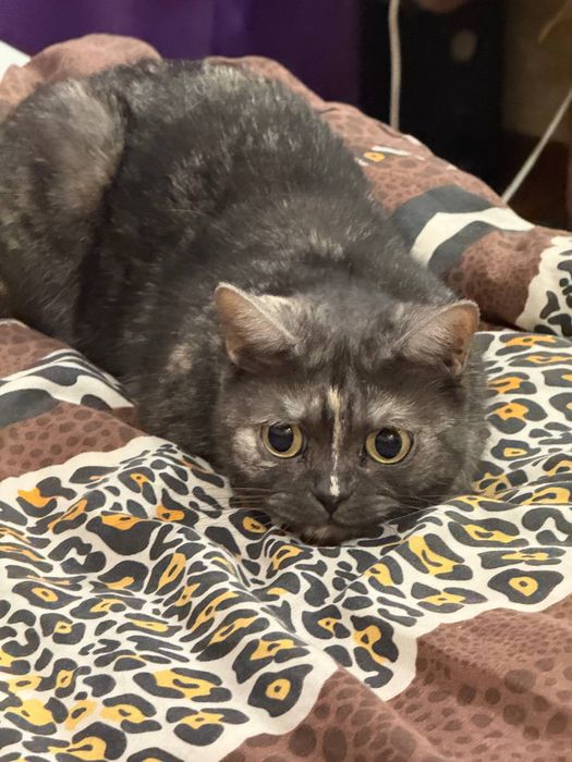 ПРОПАЛА КОШКА по кличке Буся