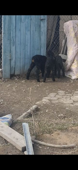 Қозылар арашан аралас қаракөл аралас