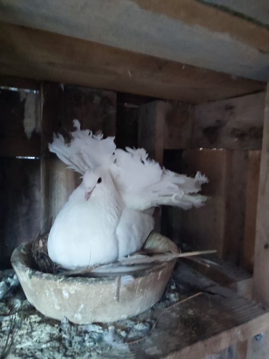 Voltați indieni albi pereche