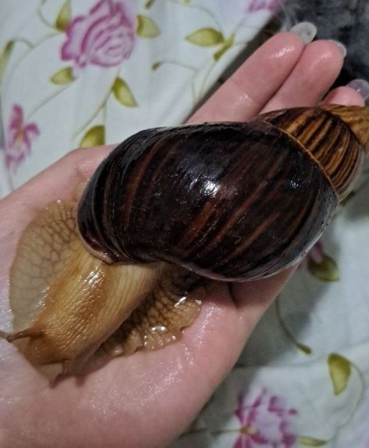 Улитки ахатины срочно