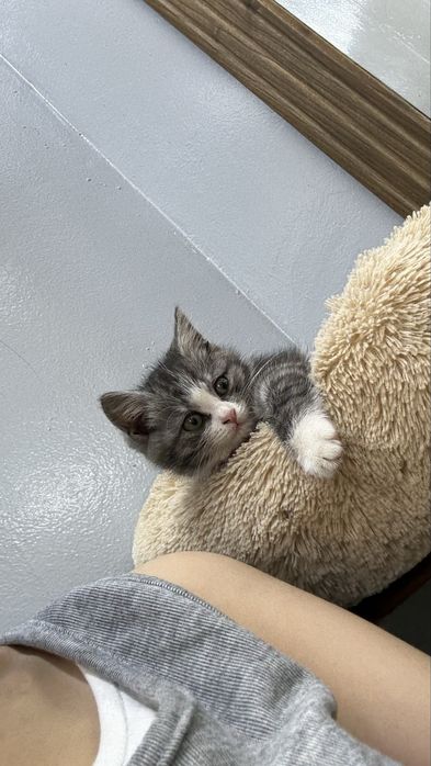 Котенок 2,5 месяца