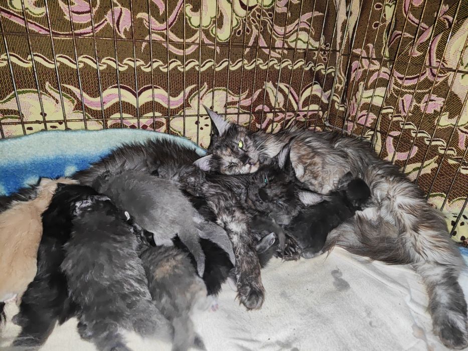 Котята породы Мейн-кун