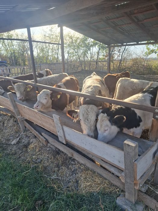 Vând viței între 200-300kg