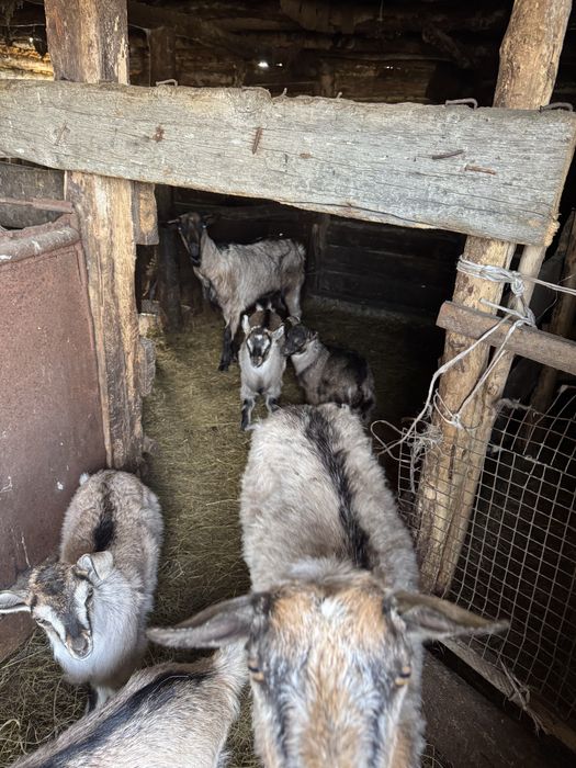 Козы, козлята приученные альпийские
