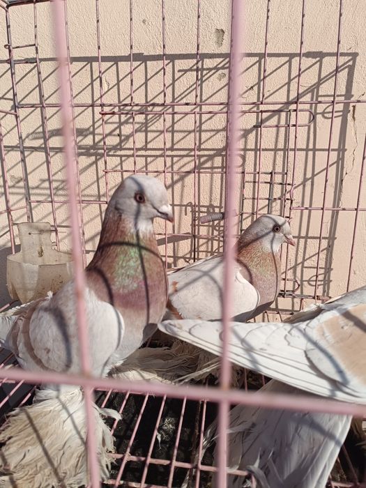 Голуби лохмоногие сиреневые, тасман