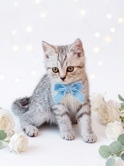 Котята Вислоухие шиншиллы.