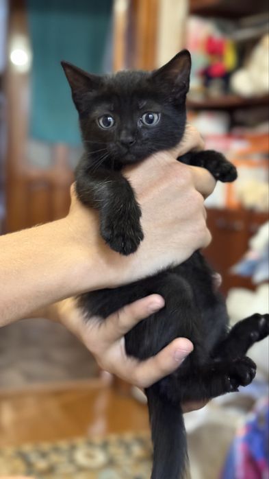 Котенок девочка 2 месяца отдадим в добрые руки