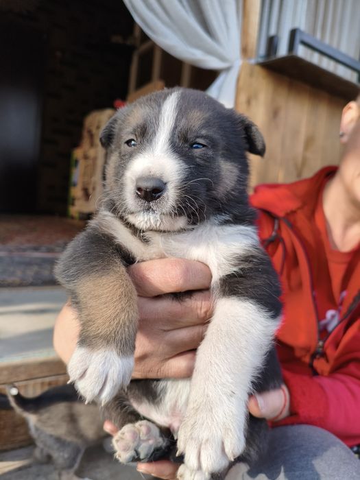 Отдам щенков в добрые руки!!!