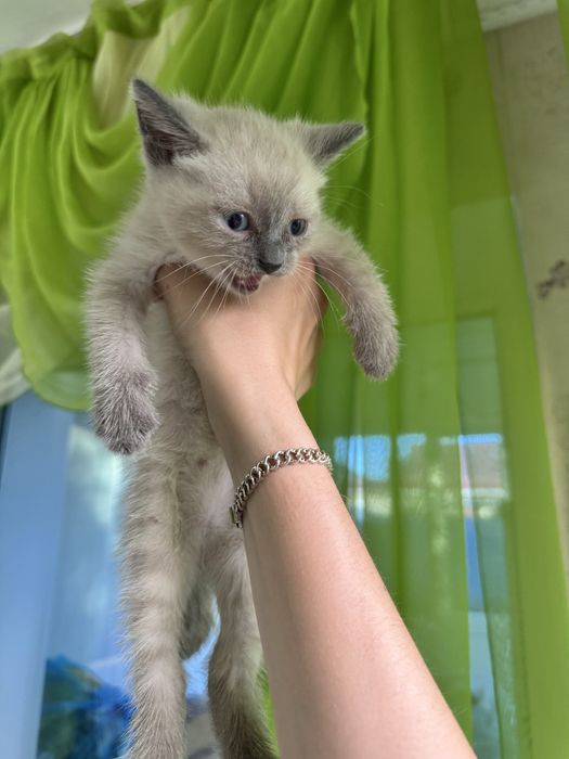 Котята бесплатно