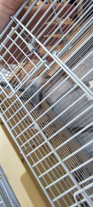 Agaporis Fisher de vânzare/schimb  papagal