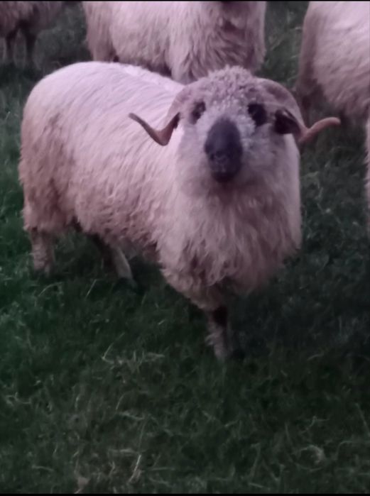 Berbecuți  Miei de vanzare