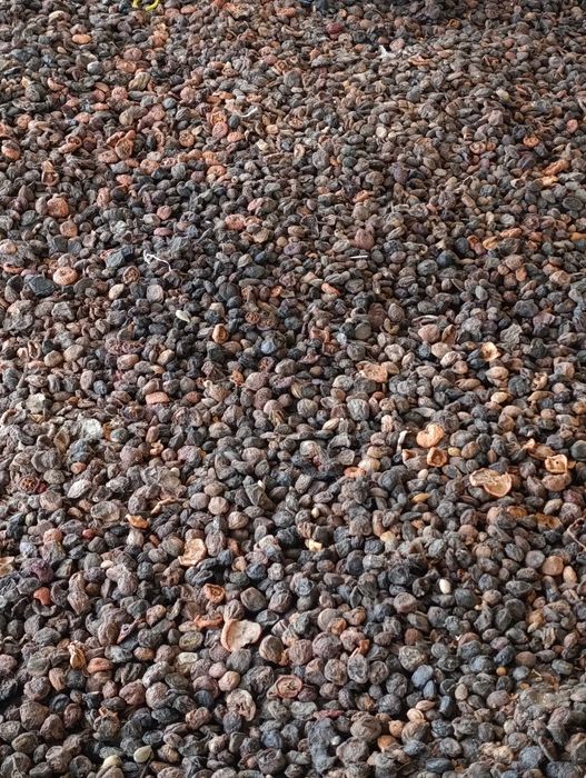 Урик қоқи бор сифатли 55 тунна