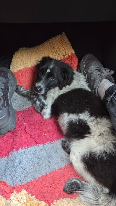Adopție cățelușa 4 luni