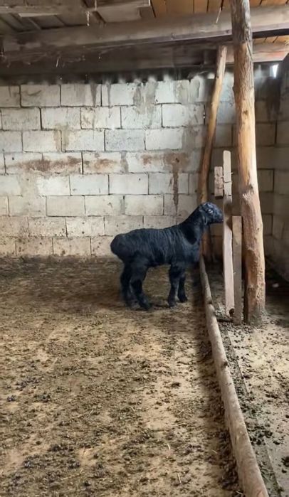 Гисар козылар сатам