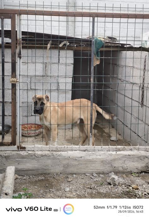 KANGAL Kushuk  Sotilafi
