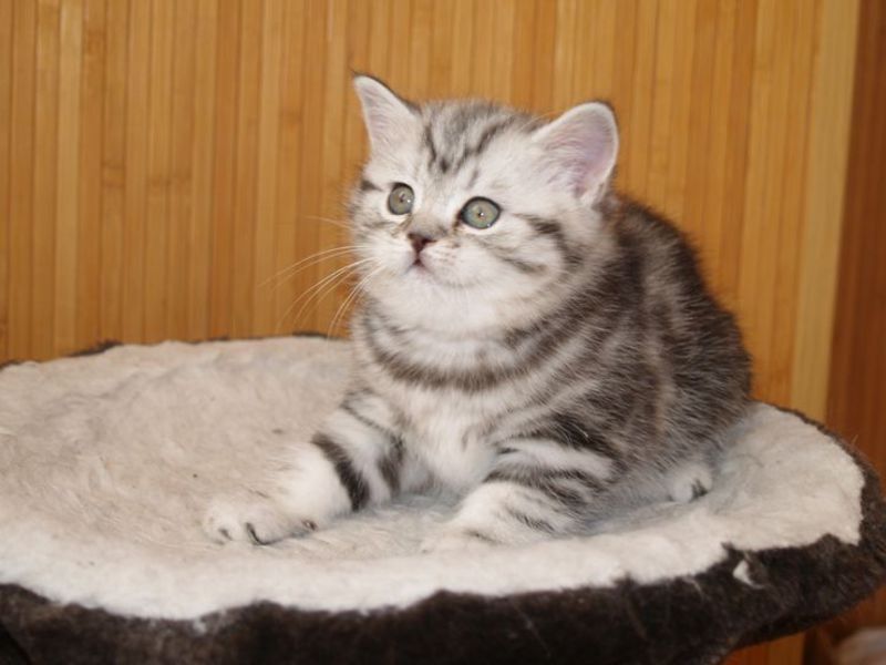 Британские котята