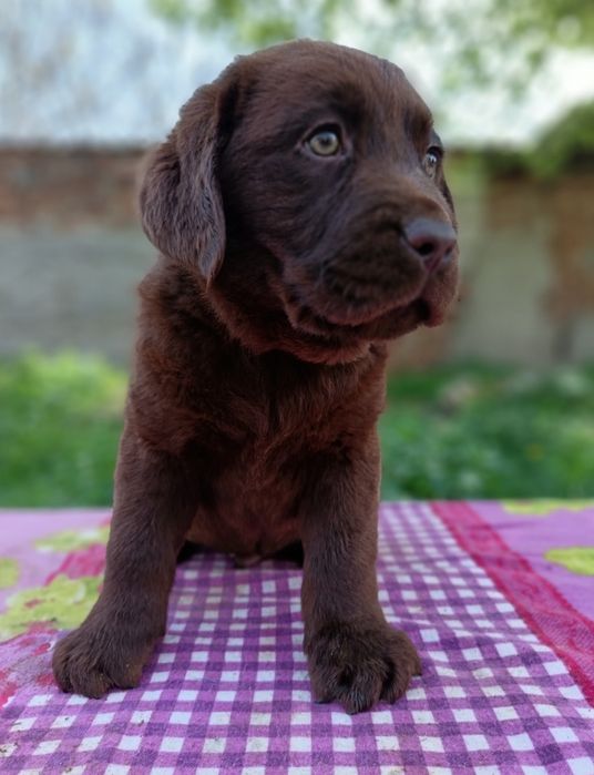 Labrador ciocolatiu