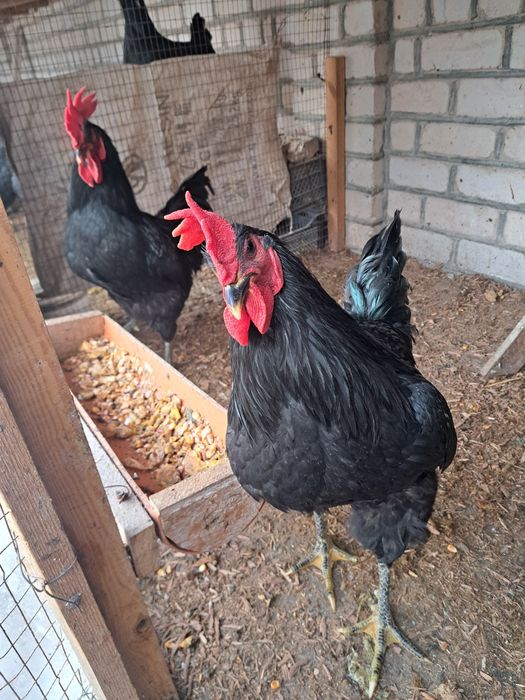 Gigant Qora Shaxzoda Xo'rozlari sotilodi